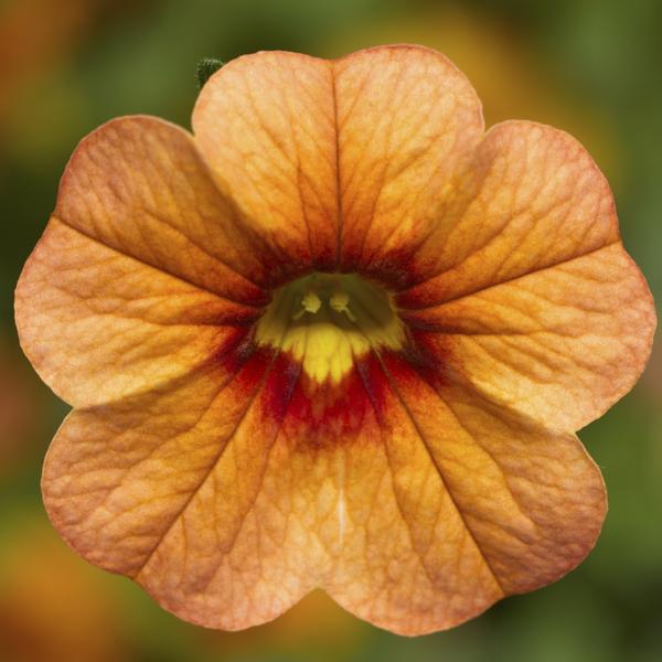 Calibrachoa hybrida 'Callie Apricot'