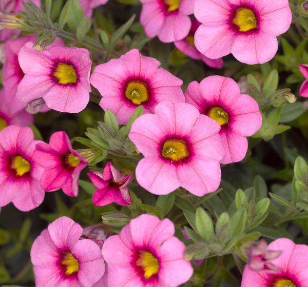 Calibrachoa hybrida 'Callie Pink with Eye Imp'