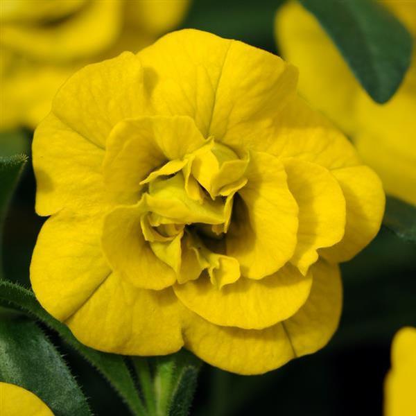 Calibrachoa hybrida