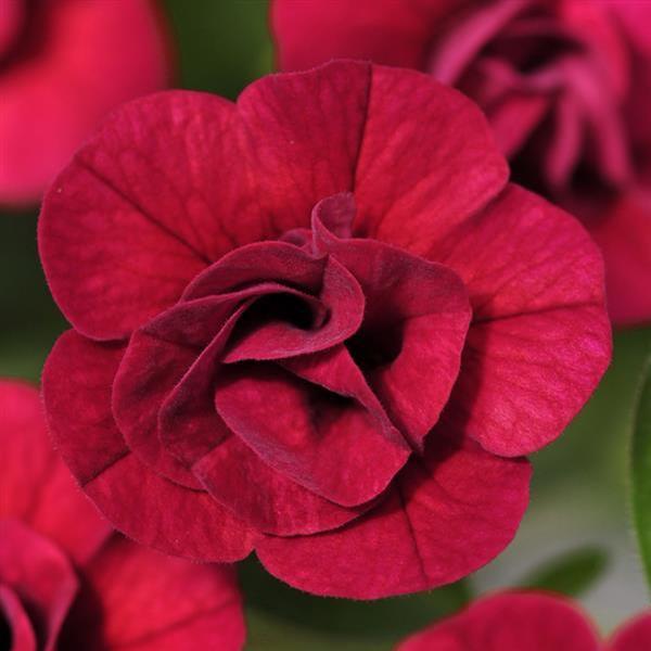 Calibrachoa hybrida