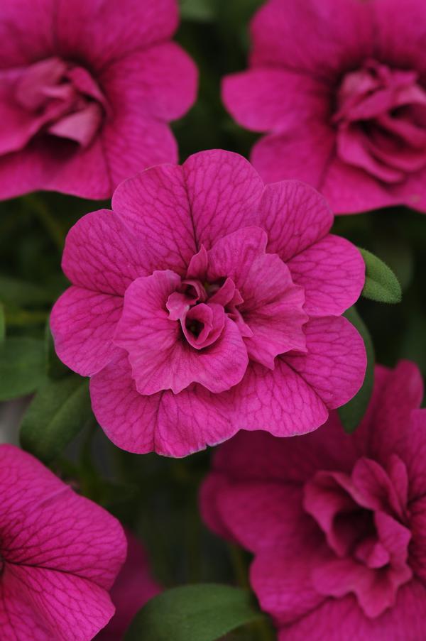 Calibrachoa hybrida 'Minifamous Neo Double Purple'