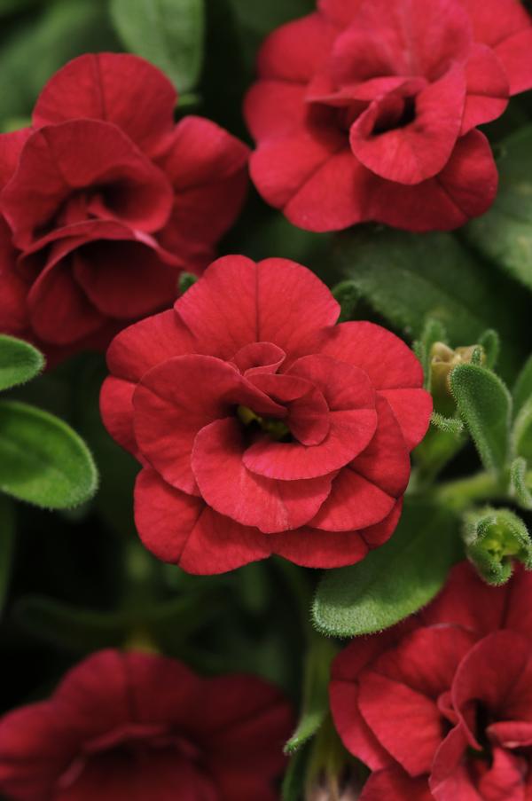 Calibrachoa hybrida 'Minifamous Uno Double Red'