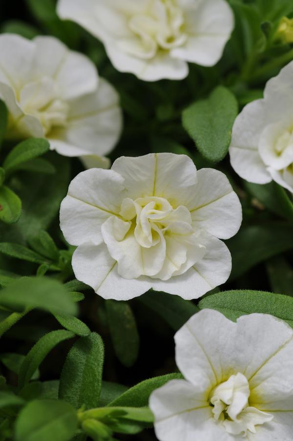 Calibrachoa hybrida 'Minifamous Uno Double White'