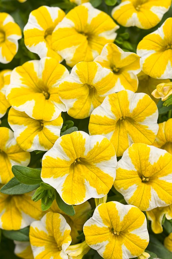Calibrachoa hybrida 'Superbells Lemon Slice'