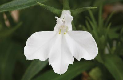 Lobelia erinus 'Techno Heat Upright White Imp'