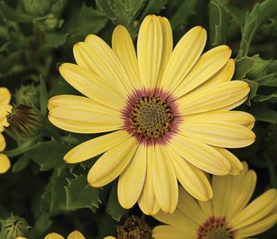 Osteospermum ecklonis 'Tradewinds Yellow'