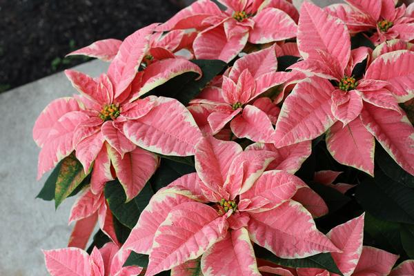 Poinsettia euphorbia pulcherrima 'Marblestar'