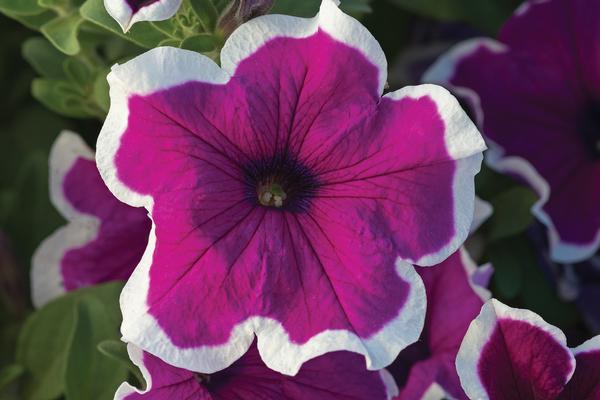 Petunia hybrida 'Sanguna Picotee Punch Imp'