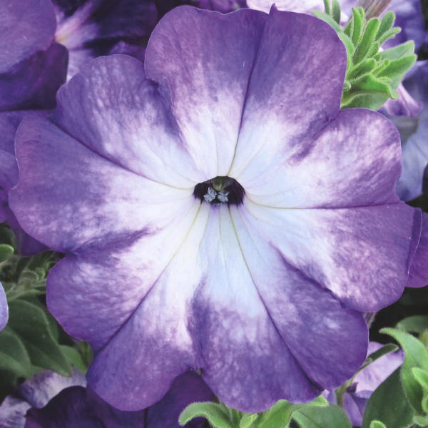 Petunia hybrida 'Sanguna Radiant Blue'