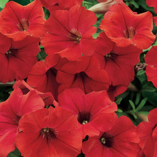 Petunia hybrida 'Surfinia Deep Red'