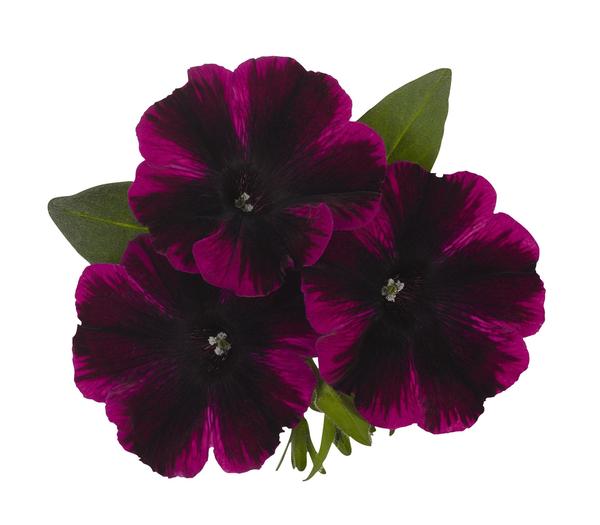 Petunia hybrida 'Sweetunia Johnny Flame'