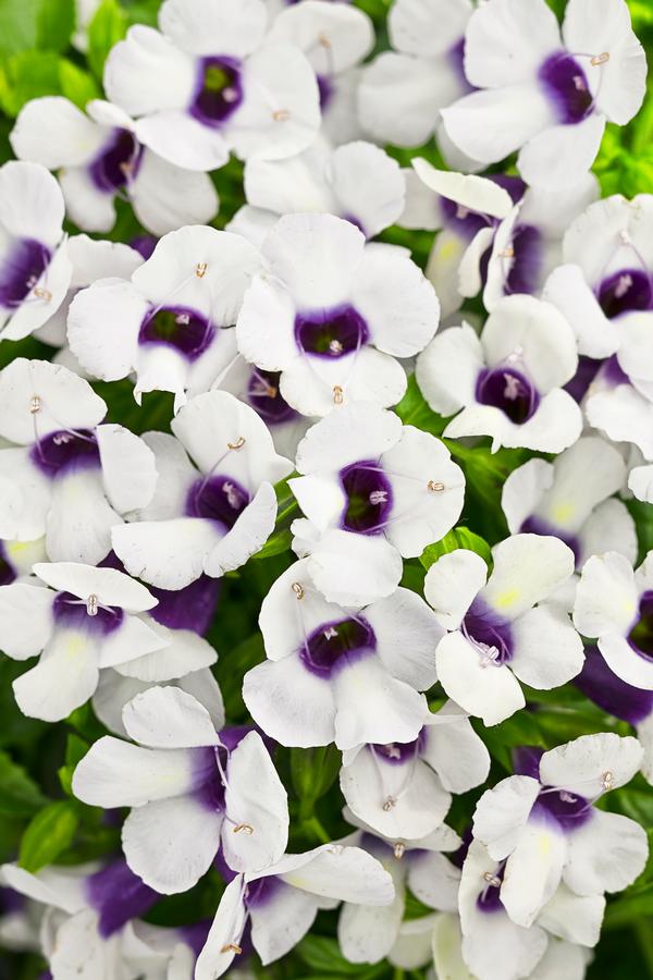 Torenia hybrida 'Catalina Grape-O-Licious'