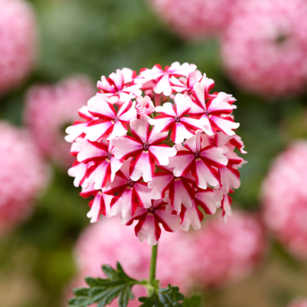 Verbena hybrida 'Lanai Candy Cane'