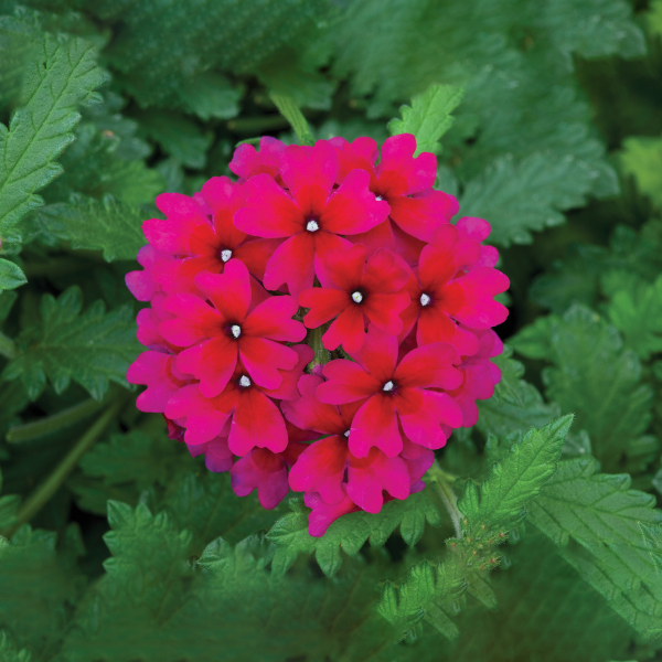 Verbena hybrida 'Lanai Magenta'