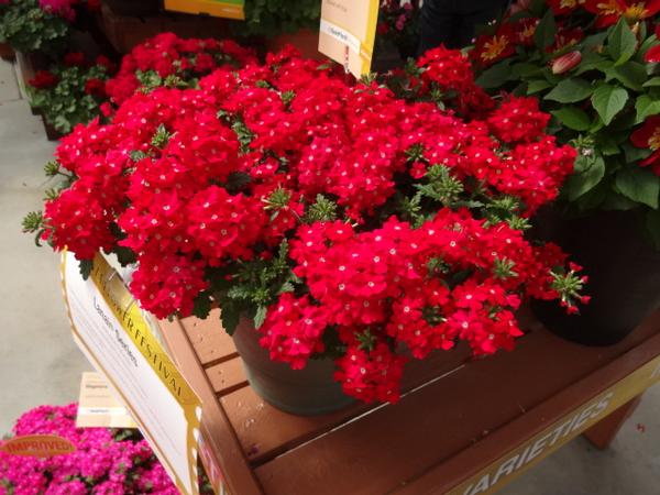 Verbena hybrida 'Lanai Scarlet with Eye'