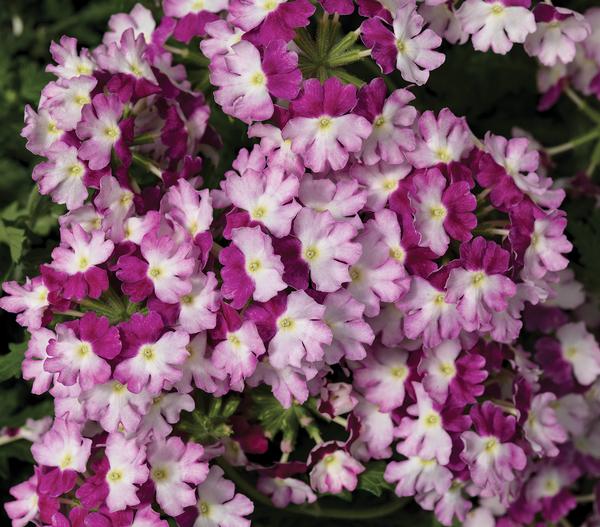 Verbena hybrida 'Lanai Twister Amethyst'