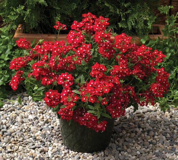 Verbena hybrida