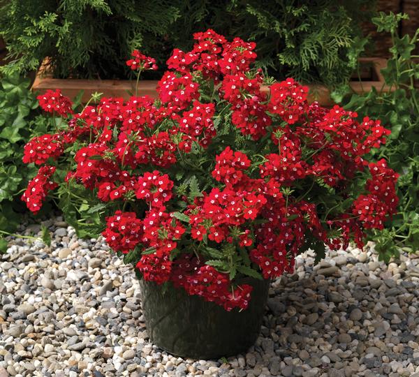 Verbena hybrida 'Lanai Upright Red with Eye'