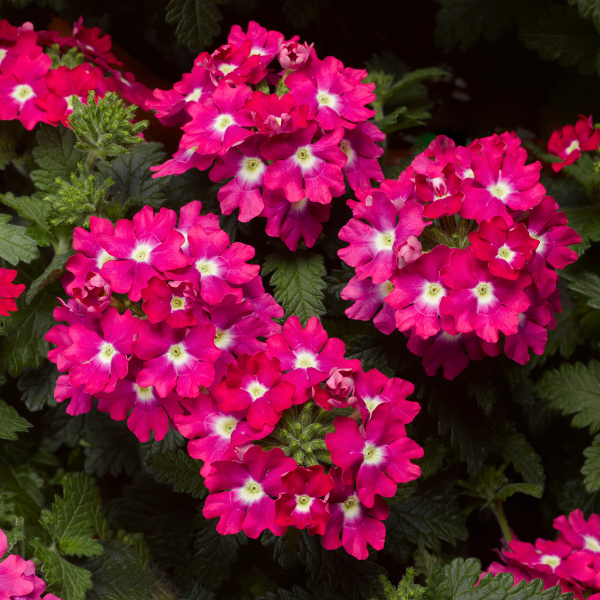 Verbena hybrida 'Lanai Upright Rose with Eye'