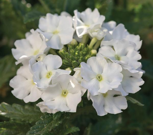 Verbena hybrida 'Lanai Upright White'