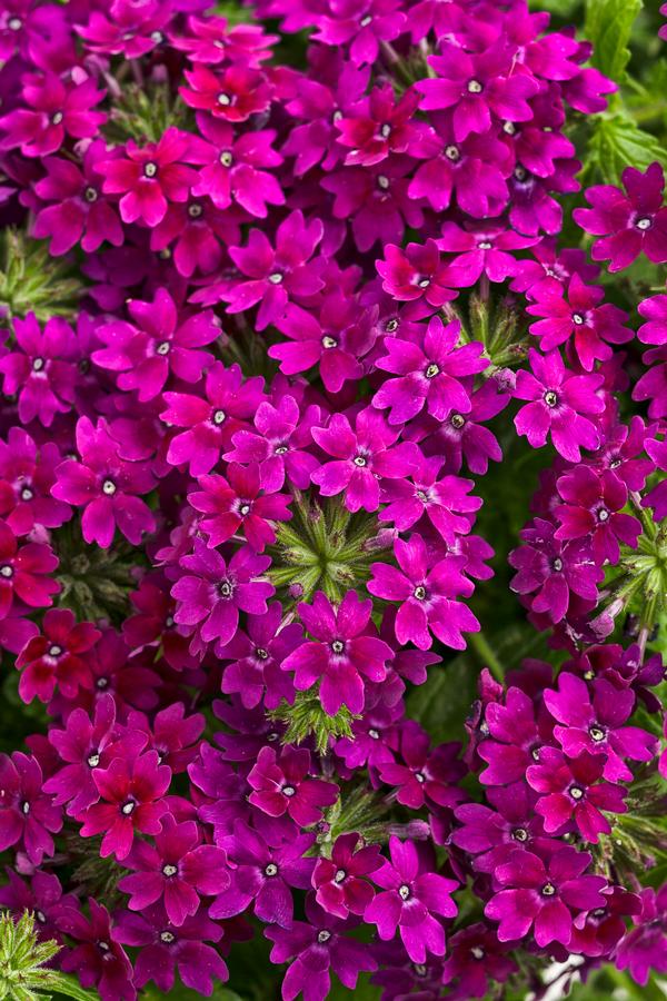 Verbena hybrida 'Superbena Royale Plum Wine'