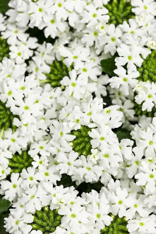 Verbena hybrida