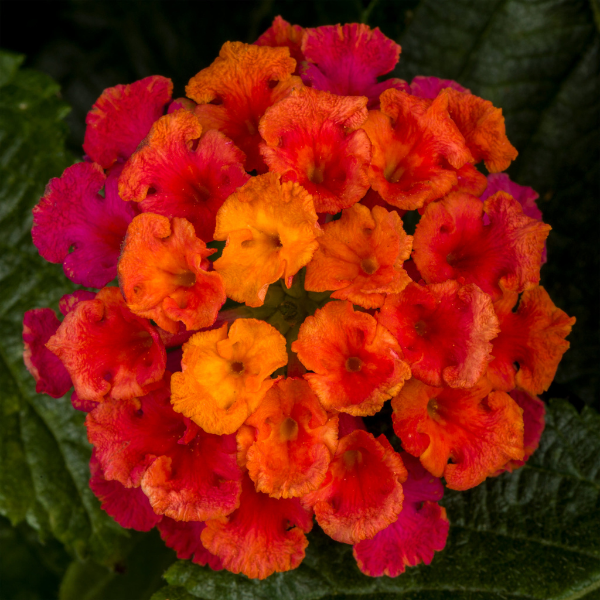 Lantana camara 'Bandolero Cherry Sunrise'