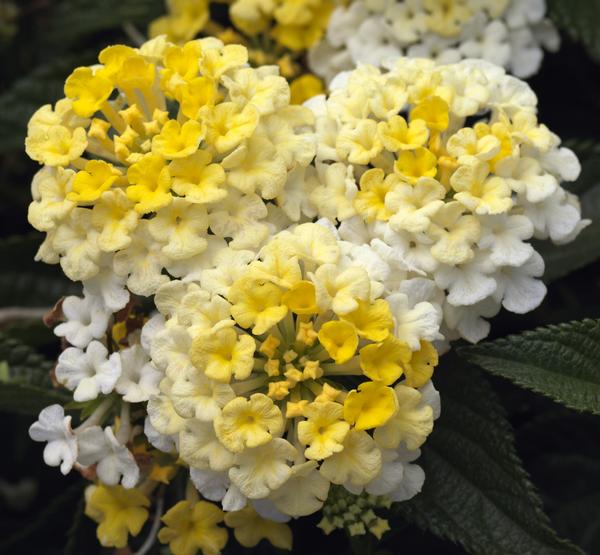 Lantana camara 'Bandana Lemon Zest'