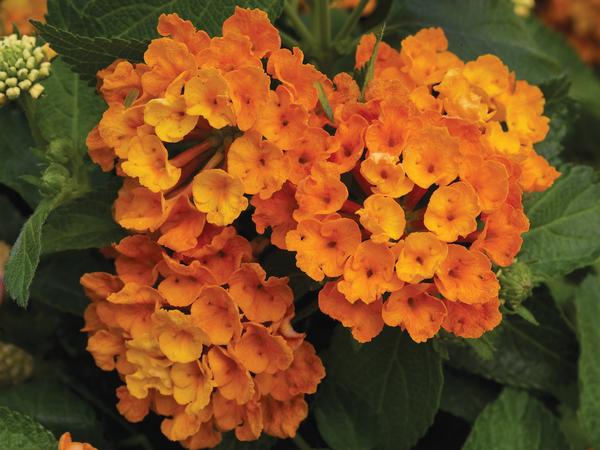 Lantana camara 'Bandana Orange'