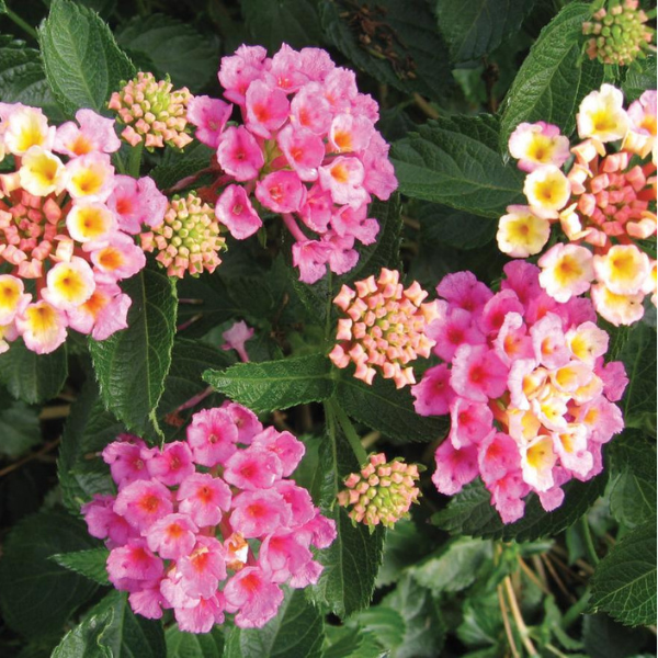 Lantana camara 'Bandana Pink'