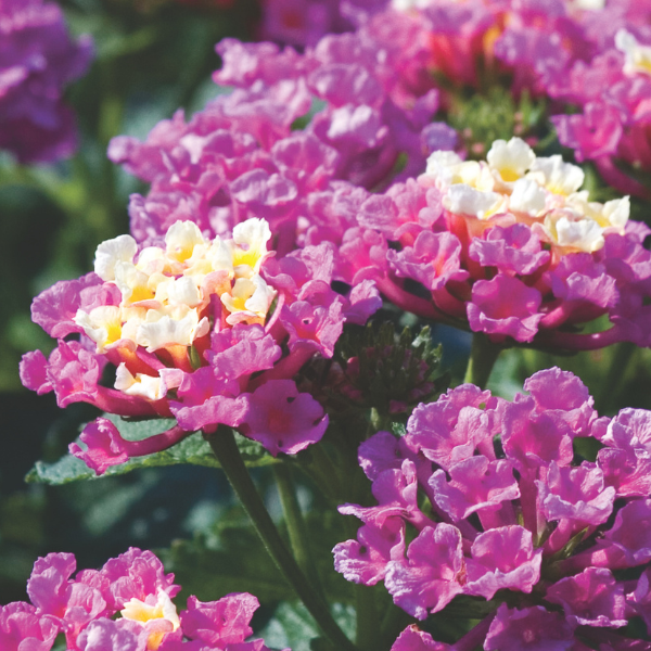 Lantana camara 'Bandana Rose'