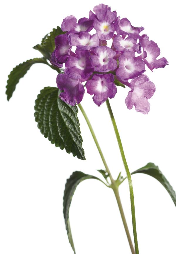 Lantana camara 'Luscious Grape'