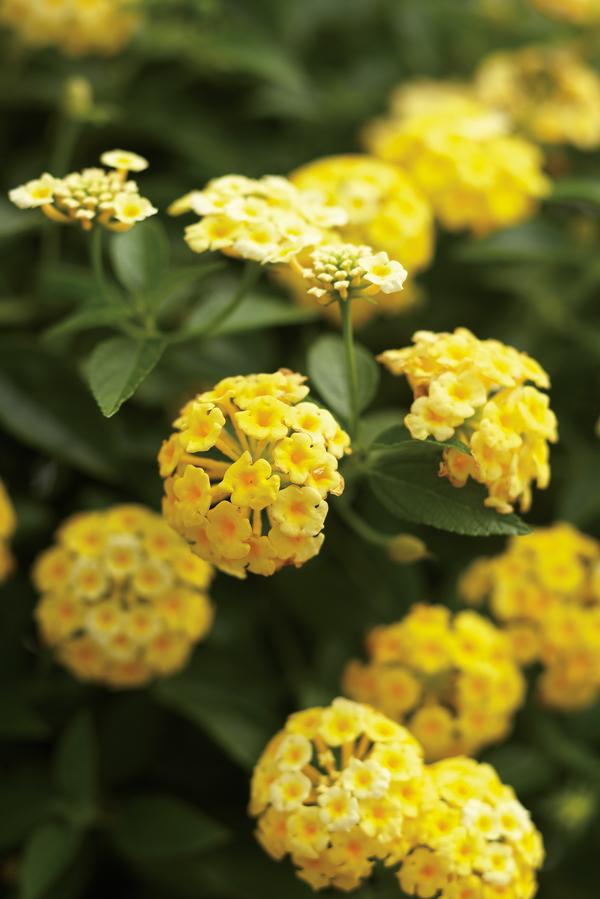 Lantana camara 'Luscious Lemonade'