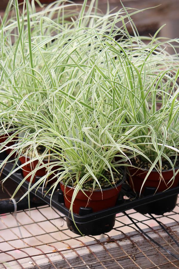 Ornamental Grass setaceum 'Pennisetum-Sky Rocket'