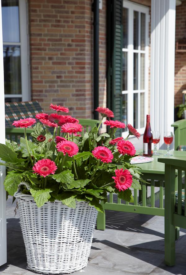 Gerbera jamesonii 'Patio Bighorn'