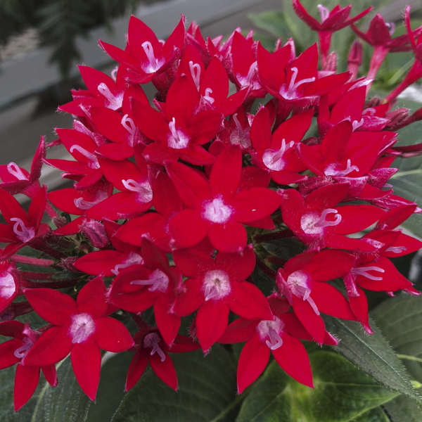 Pentas lanceolata 'Starcluster Red Imp'