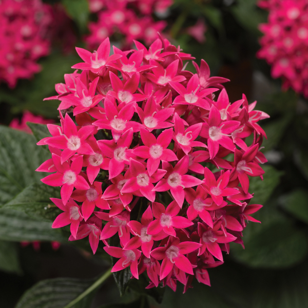 Pentas lanceolata 'Starcluster Rose'