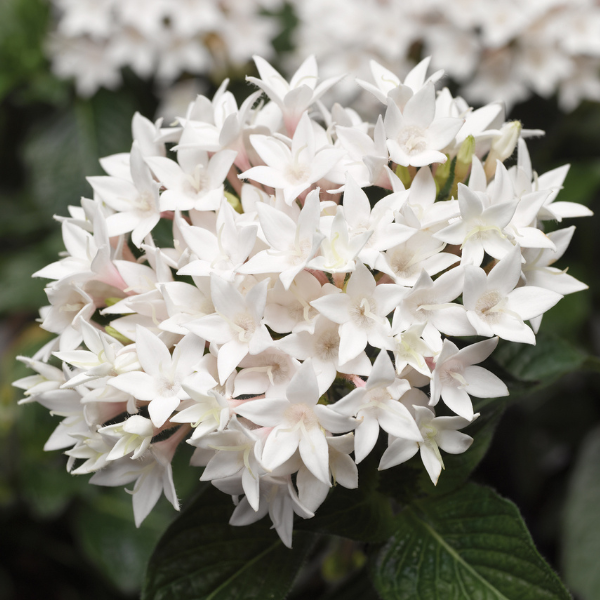 Pentas lanceolata 'Starcluster White'