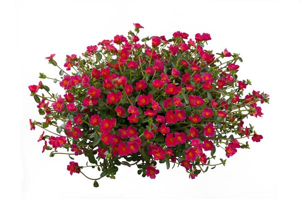 Portulaca oleracea