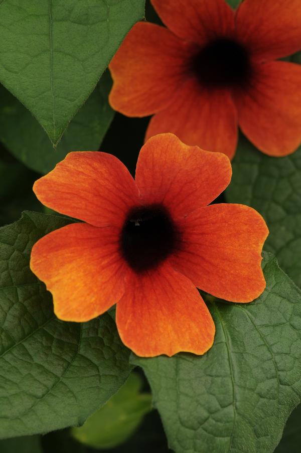 Thunbergia alata 'Sunny Arizona Glow'