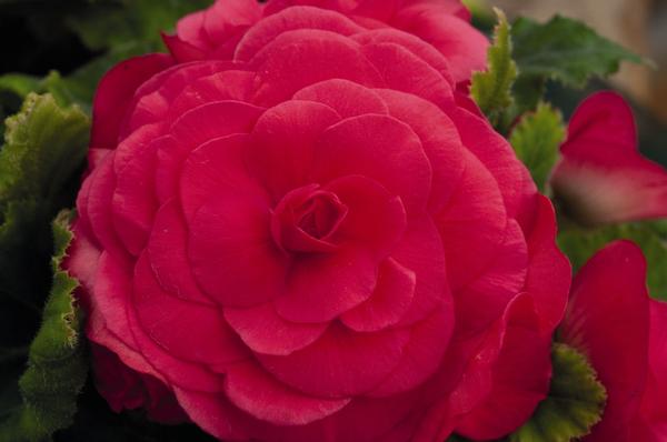 Begonia Tuberous tuberhybrida