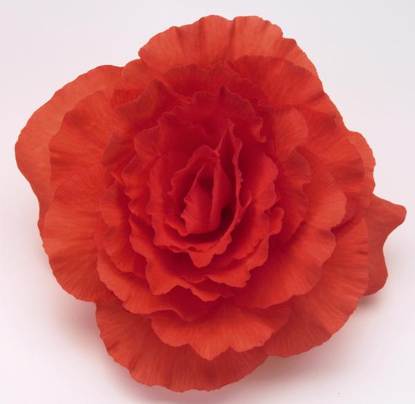 Begonia Tuberous tuberhybrida