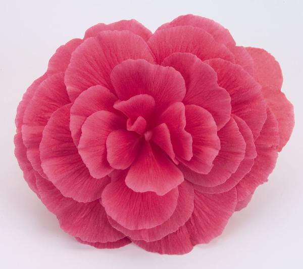 Begonia Tuberous tuberhybrida