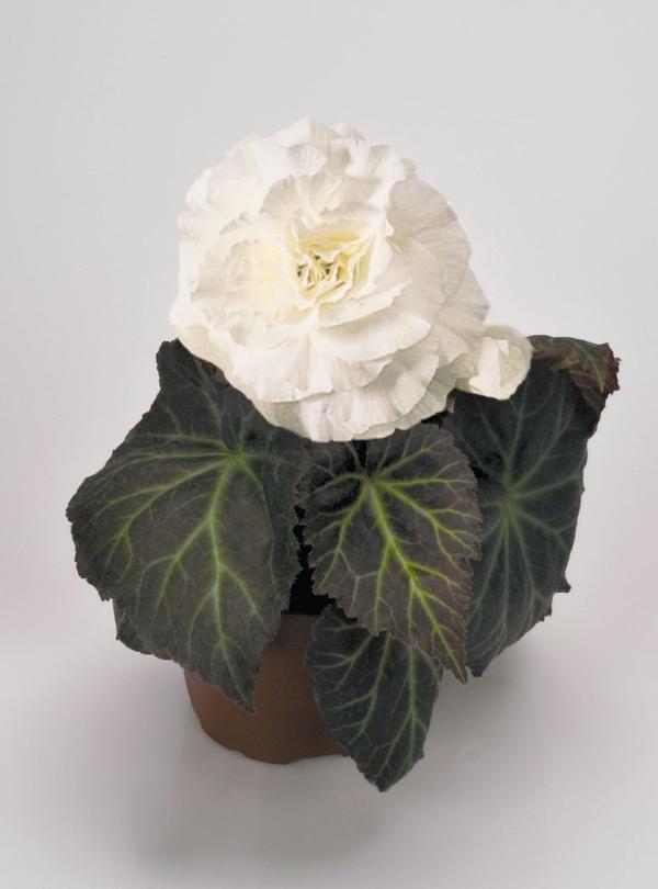 Begonia Tuberous tuberhybrida