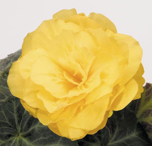Begonia Tuberous tuberhybrida