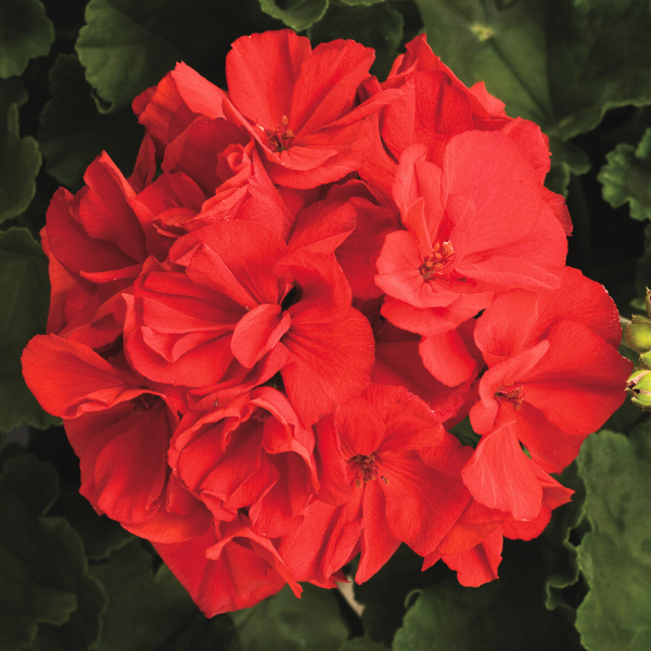 Geranium Zonal pelargonium zonale 'Rocky Mountain Red'