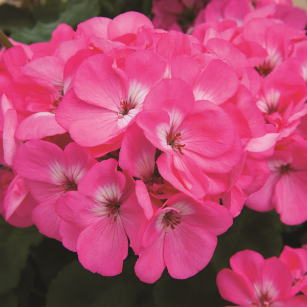 Geranium Zonal pelargonium zonale 'Rocky Mountain Pink'