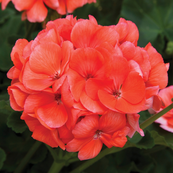 Geranium Zonal pelargonium zonale 'Rocky Mountain Salmon'