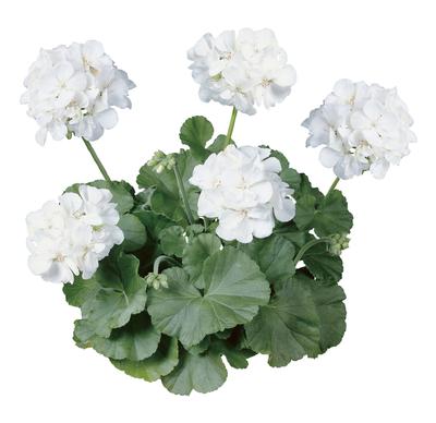 Geranium Zonal pelargonium zonale 'Rocky Mountain White'