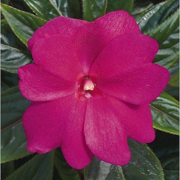 New Guinea impatiens hawkerii 'Paradise Fuchsia'